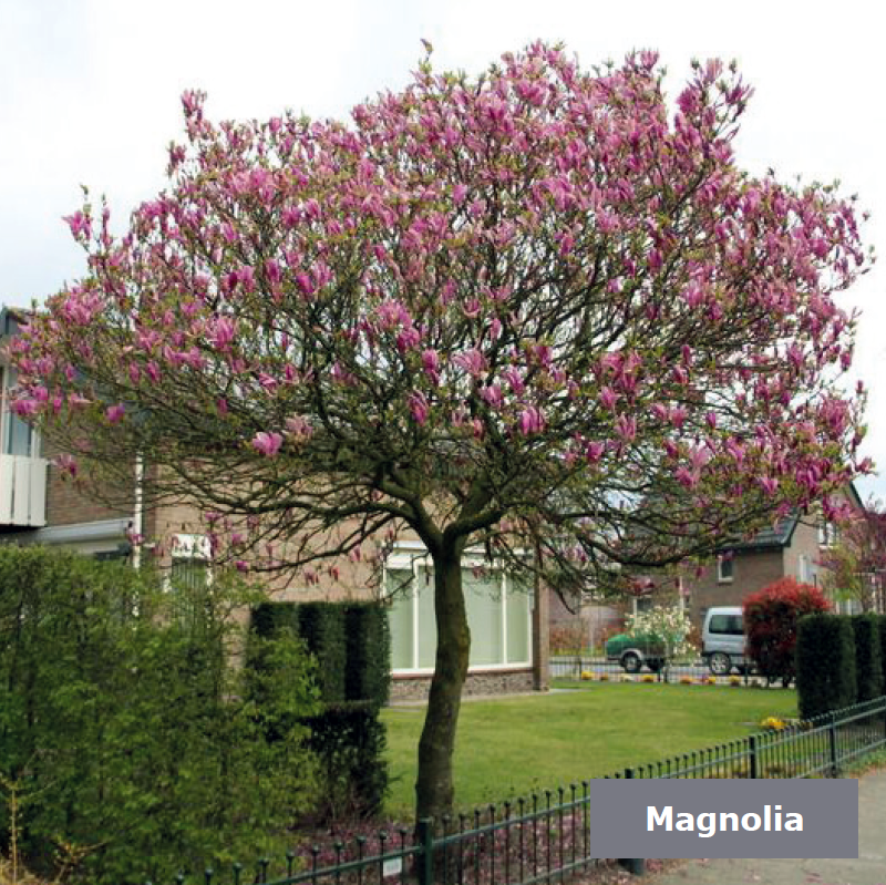Magnolia in een voortuin